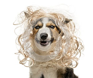 Close-up of a Border collie with a glamorous blond wig