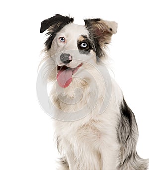 Close-up of a Border Collie with heterochromia photo