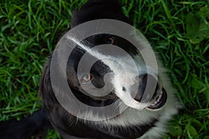 A close up of a Border Collie Mutts face on the grass