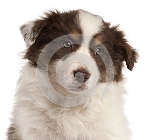 Close-up of Border Collie puppy, 2 months old