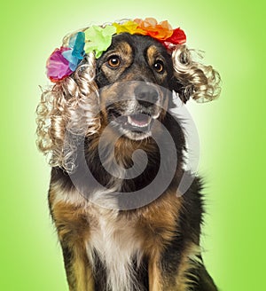 Close-up of a Border collie wearing a blond curly wig with flowers