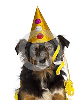 Close-up of a Border collie wearing a party hat,