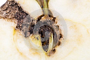 Close up Boring trace of a codling moth Cydia Pomonella, in a half wormy apple. photo