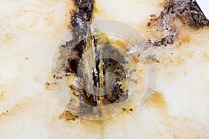 Close up Boring trace of a codling moth Cydia Pomonella, in a half wormy apple.