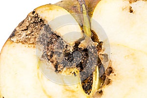 Close up Boring trace of a codling moth Cydia Pomonella, in a half wormy apple.