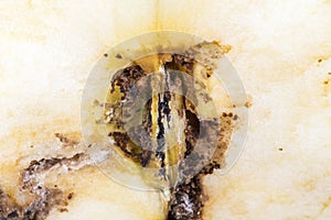 Close up Boring trace of a codling moth Cydia Pomonella, in a half wormy apple photo