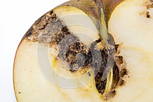 Close up Boring trace of a codling moth Cydia Pomonella, in a half wormy apple. On white background.