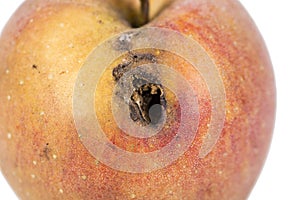 Close up Boring trace of a codling moth Cydia Pomonella, in a wormy apple. On white background. photo