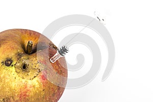 Close up Boring trace of a codling moth Cydia Pomonella, in a wormy apple. On white background. With syringe. Concept non organic photo