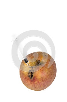 Close up Boring trace of a codling moth Cydia Pomonella, in a wormy apple. On white background. With syringe. Concept non organic photo