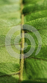 The Close-up of Boston Fern Leaf