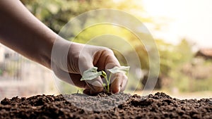 Close-up of both hands of farmers, pay attention to small plants by putting the soil in seedlings.