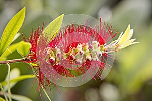 Close up of bottle brush plant