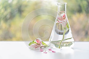 Close up bottle of essential oils with fresh flower. Lab research for scent extract for the new skincare product