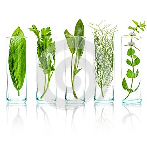 Close Up bottles of fresh aromatic herbs . Fresh sage branch , s
