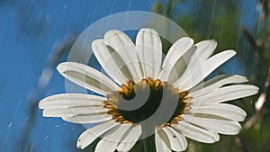 Close up bottom view of a daisy flower on a rainy sunny day. Creative. Water drops falling on white soft petals on the