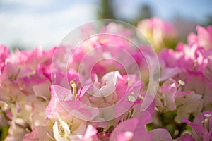 Close-up Bougainvillea pink flowers background.