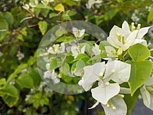 close up. Bougenville flowers are also called paper flowers because the texture of the flower sheath is very thin.