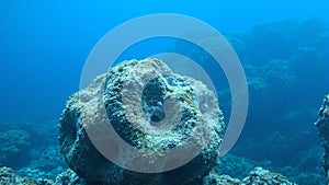Close up of boulder coral with white polyps on a rounded surface in blue water