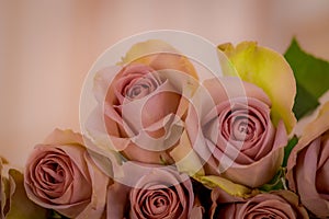 Close up of a bouquet of Amnesia roses variety, studio shot, pink flowers