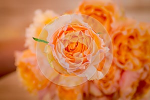 Close up of a bouquet of Campanella Garden roses variety, studio shot, peach flowers