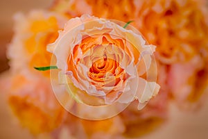 Close up of a bouquet of Campanella Garden roses variety, studio shot, peach flowers