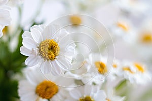 Chamomile chrysanthemum close-up. Herbal medicine, decoction, hand care.