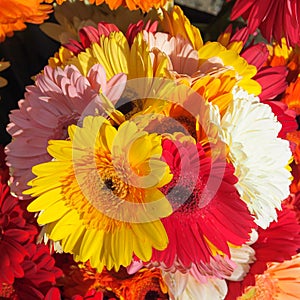 Close up of bouquet of colorful Barberton Daisy