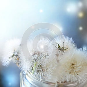 Close up bouquet of dandelions in glass on blue bokeh background.