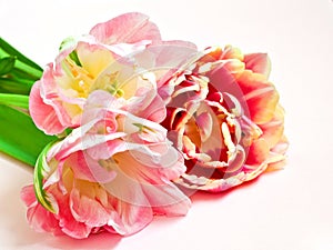 Close-up a bouquet of flowers. Beautiful delicate pink and red tulips on background