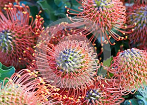 Close up on bouquet of fresh budding protea pincushion flowers