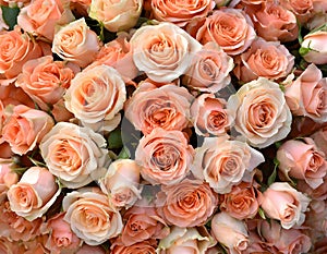 Close-up of a bouquet of fresh, xxxxx roses