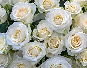 Close-up of a bouquet of fresh, xxxxx roses