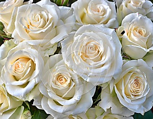 Close-up of a bouquet of fresh, xxxxx roses