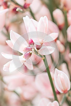 Close up Bouquet in a glass vase of light pink genista cytisus flowers. Pastel color. Spring flowering plant branches