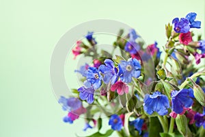 Close-up bouquet of lilac-pink flowers of lungwort ongreen background with copy space.