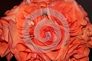 Macro Photo of a Bouquet of Orange Roses