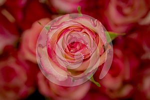 Close up of a bouquet of Paloma roses variety, studio shot, pink flowers