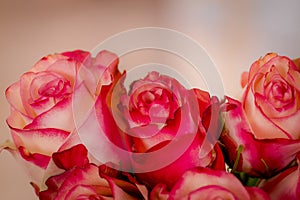 Close up of a bouquet of Paloma roses variety, studio shot, pink flowers