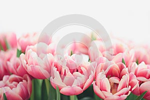 Close-up bouquet of pink tulips. Anniversary celebration concept. Soft focus