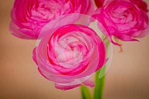 Close up of a bouquet of Ranunculus Pink Summer flowers variety, studio shot, pink flowers