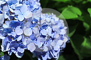 Close up of Bouquet of soft blue hydrangea,(Hydrangea macrophylla) or Hortensia flower in the garden.