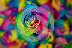 Close up of a bouquet of Tinted Rainbow roses variety, studio shot, multicolored flowers