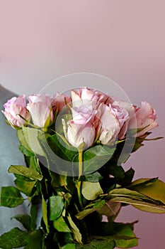 Close-up of bouquet of white, pink roses in hands of young man, brought flowers on date with girlfriend, gives to mom, concept of