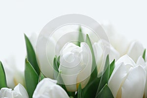 Close-up bouquet of white tulips. Anniversary celebration concept. Soft focus