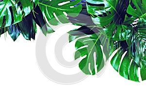 Close up of bouquets of various dark green fresh tropical leaves on white background