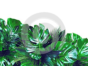 Close up of bouquets of various dark green fresh tropical leaves on white background photo