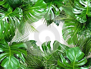 Close up of bouquets of various fresh tropical leaves on white b