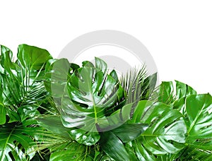 Close up of bouquets of various fresh tropical leaves on white background