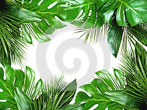 Close up of bouquets of various fresh tropical leaves on white background